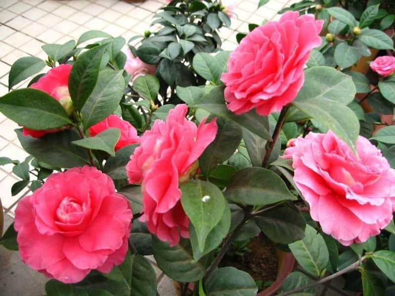 25a2c15fbbc8f08a2e73173ca9548ee4.jpg 25a2c15fbbc8f08a2e73173ca9548ee4.jpg